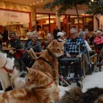 Amour Knuffelconcerten
